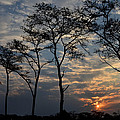 Serengeti Sunset