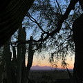 Tucson Evening